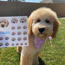 Load image into Gallery viewer, Nova Sticker Sheet